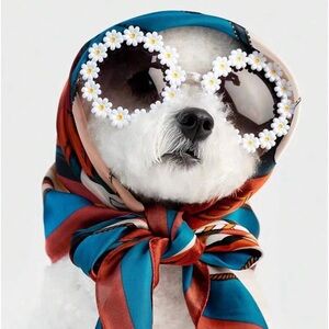 Diva dog scarf and glasses
